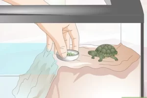 Is It Good To Keep Turtle At Home? 7