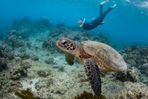 The TOP 7 Volunteer Projects In Sea Turtle Conservation 3