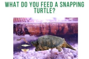 Can Common Snapping Turtles Eat Dry Food 1