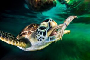 What Do Juvenile Green Sea Turtles Eat 6