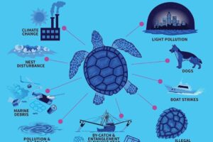 What Are The Threats To Green Sea Turtles 1