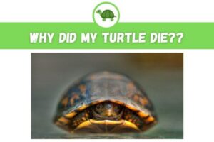 What Happens If Pet Turtle Dies? 4