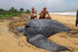 World's Largest Sea Turtle Emerges From The Sea And It Is ... 4