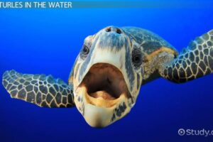 What Adaptations Do Green Sea Turtles Have 8