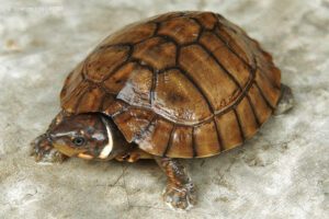 Where Do Philippine Forest Turtles Live? 7