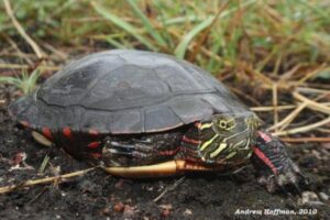 Painted Turtle Indiana 3