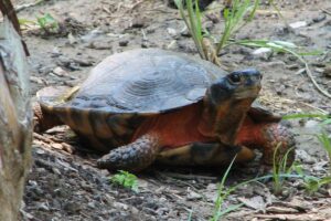 How Big Is A Wood Turtle? 3