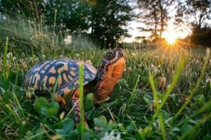 Do Box Turtles Only Roam 1 Mile 2