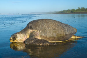 How Big Is An Olive Ridley Turtle? 3