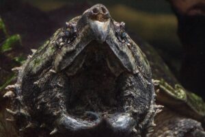 What Does Alligator Snapping Turtles Eat 3