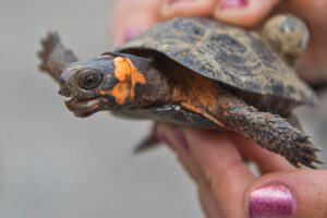 How Can We Save Bog Turtles? 2