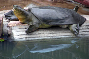 Is Yangtze Giant Softshell Turtle Extinct? 2