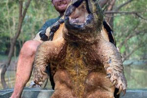 Alligator Snapping Turtle Size, Habitat, Diet, & Facts 2