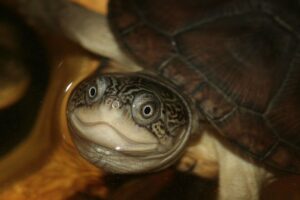 Do African Turtles Need Water? 4