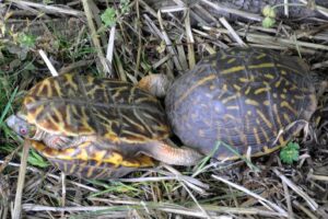 Box Turtles Mating 5