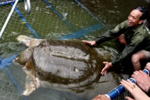 What Is The World's Largest Soft Shell Turtle? 2