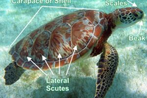 Diagram Of Green Sea Turtle 9