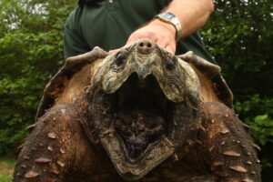 Oldest Alligator Snapping Turtle 5