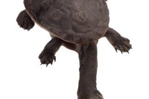 Can You Keep A Long Neck Turtle? 7