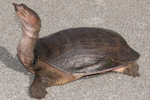 What Are Some Interesting Facts About Softshell Turtles? 5