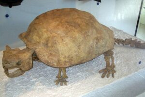 What Is The Largest Extinct Land Turtle? 8