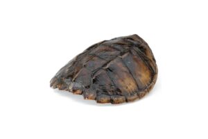 Common Snapping Turtle Shell 2