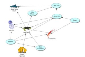 Green Sea Turtle Food Web 1