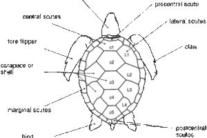 Green Sea Turtle Diagram 6