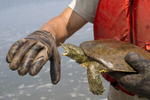 How Strong Is A Soft Shell Turtle's Bite? 4