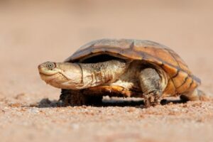 What Is An Interesting Fact About The African Helmeted Turtle? 1