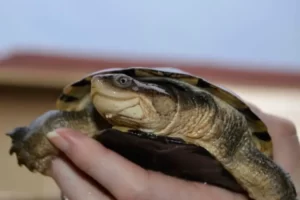 How Do You Feed An African Helmeted Turtle? 1