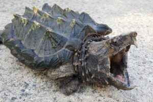 How Old Was The Oldest Alligator Snapping Turtle? 1