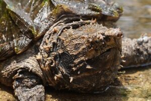 How Long Can Alligator Snapping Turtles Hold Their Breath 5