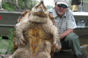 Alligator Snapping Turtle Full Size 1