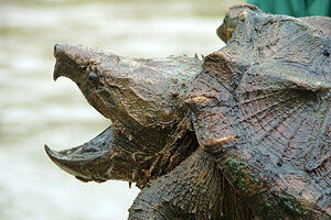 How Many Alligator Snapping Turtles Are Left In The World 2