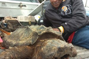 249 Pound Alligator Snapping Turtle 4