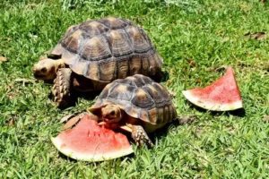 Can Box Turtles Eat Watermelon 2