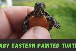 Baby Painted Turtle Care 2