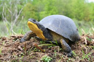 Why Are Blanding's Turtles Important? 1