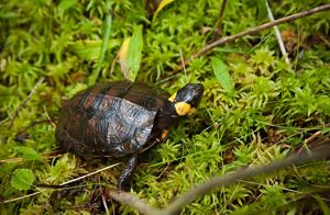 What Is Threatening The Bog Turtle? 5