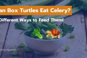 Can Box Turtles Eat Celery 1