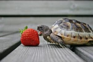 Can Mud Turtles Eat Fruit? 5