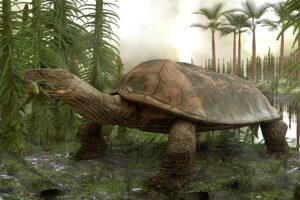 What Is The Largest Extinct Turtle? 4