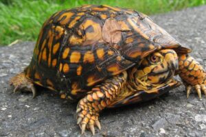 Are Eastern Box Turtles Dangerous 7