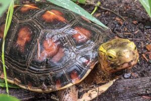 What Does The Chinese Box Turtle Eat? 1