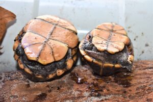 How Do You Tell The Gender Of A Striped Mud Turtle? 4