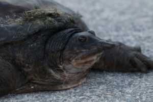 Can A Softshell Turtle Bite Hurt? 3