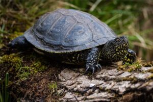 Do European Pond Turtles Eat Fish? 5