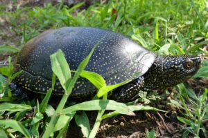 Where Do European Pond Turtles Live? 7