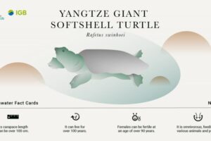 How Many Yangtze Giant Softshell Turtle Are Left? 6